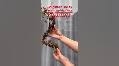 Cặp sâm rừng tự nhiên víp #sâm_ngọc_linh_rừng #sâm_ngọc_linh #sâm_lai_châu_rừng #sâm_ngọc_linh_rừng