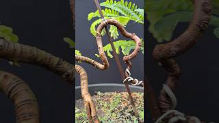 Famous Look…!!! The Tree Movement Is So Beautiful Profile