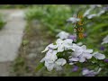 信心の華 第一回 妙好人 - YouTube