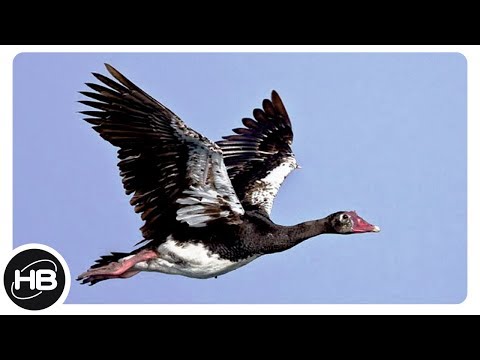 Видео: Кои птици ядат плодове от планинска пепел?