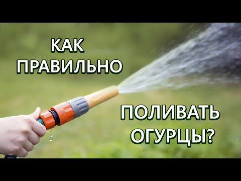 Как правильно поливать огурцы? Все о поливе огурцов!