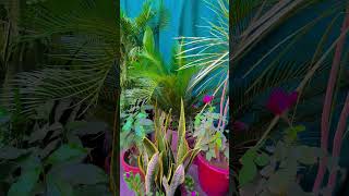 * Nature’s healing touch.#NaturePhotography #MotherNature #GreenVibes #FreshAir**Niche & Aesthetic