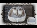 DIY 😻 Reise Kissen Körbchen für Katzen & Hunde | travel pillow basket for pets