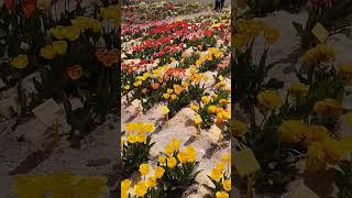 Коллекция тюльпанов в минском ботаническом саду