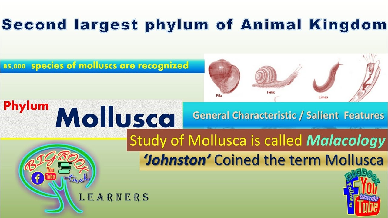 Phylum Mollusca -General Characteristics/Salient Features (use🎧for better  audio) - YouTube