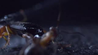 Bombardier beetle 1000frames\/sec