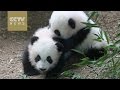 America's first giant panda twins prepare to say farewell to Atlanta