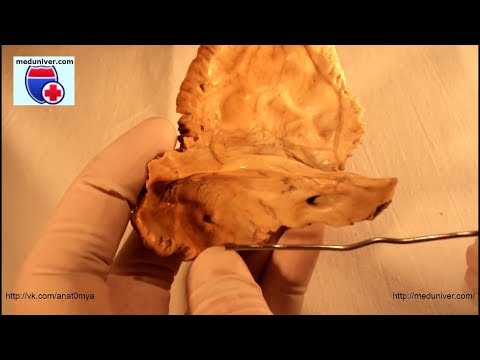 Video: Asal Otot Temporal, Anatomi & Fungsi - Peta Tubuh