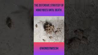 This is the survival strategy of honeybees when facing Japanese hornets