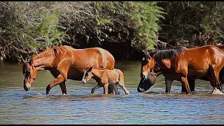 Details WILD HORSES OF AMERICA S3 E9 Salt River Wild Colt Exits the River in Arizona by Karen King Guide