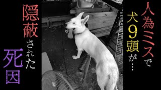 【怒る飼い主】人為ミスで犬９頭が死ぬ･･･訓練所が死因を隠蔽