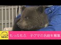 ヒョコヒョコ歩きの子グマ…もっふもふ！かわいい赤ちゃんの名前を募集　のぼりべつクマ牧場　北海道