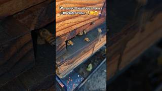 #bee #beekeeper #beekeeperlife #beekeeping #honey #beeslife #beehive