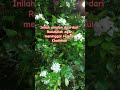 Amalan doa dari Rasulullah agar meninggal Husnul Khotimah