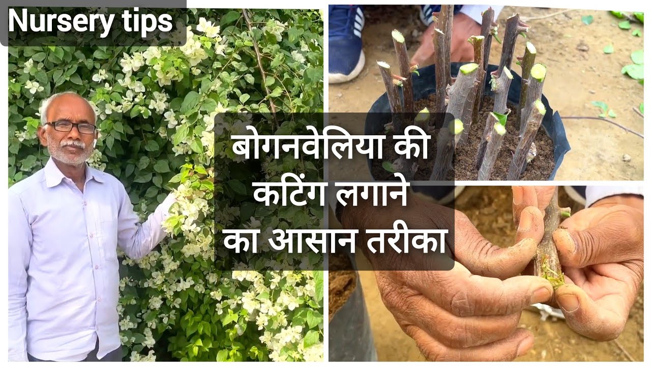 बोगनवेलिया की कटिंग लगाने का आसान तरीका | best way to propagate bougainvillea | Nursery tips
