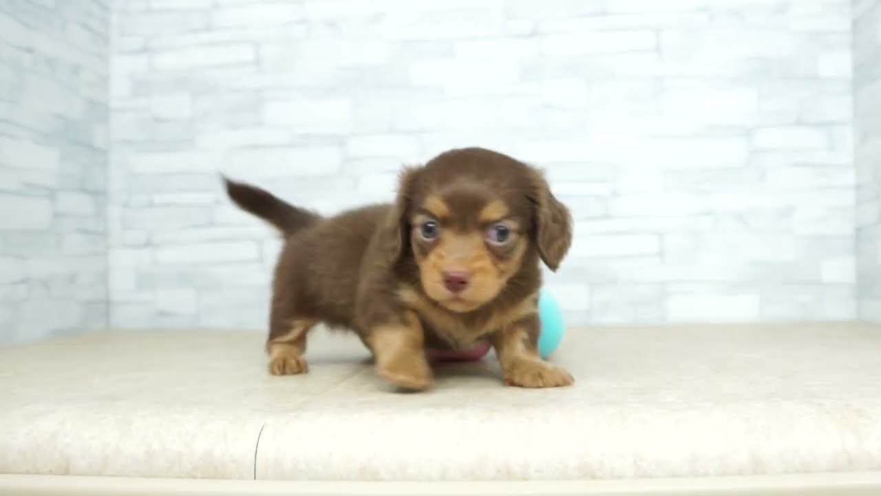 KIKUCHI PET】 仔犬仔猫 No.260523 ミックス犬（父：チワワ 母：M