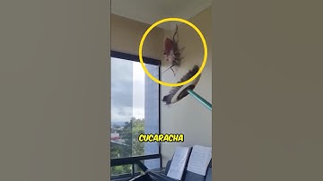 Nunca mates una cucaracha así 😨