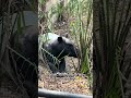 This animal looks AI generated 😭 #tapir #zoo #animals #wildlife #iceage #fypyoutube