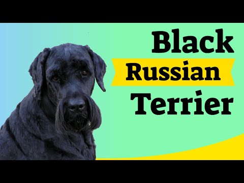 Vídeo: Raça Black Russian Terrier Dog Hipoalergênico, Saúde E Expectativa De Vida