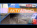 Актуально 02 ФЕВРАЛЯ ХИЩНИКИ