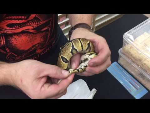 Vidéo: Est-ce qu'un python royal est un colubride ?