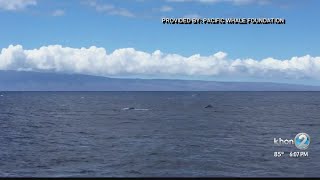 Where are the humpback whales?