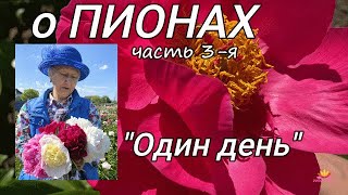 видео: В гостях у Ворошиловой. Сеянцы пионов. Часть 3 / Сад Ворошиловой картинка: В гостях у Ворошиловой. Сеянцы пионов. Часть 3 / Сад Ворошиловой