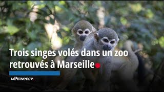 VIDEO. La SPA de Marseille récupère un singe à tête dorée volé, une espèce  en voie de disparition