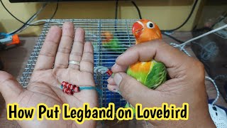 Pano mag lagay ng legband sa lovebird | african lovebird