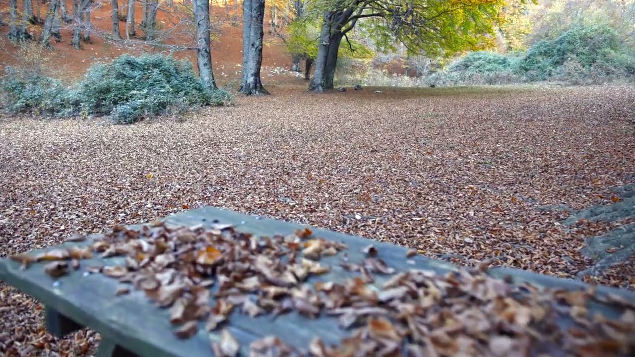 PRATO di CAMPOLI FOLIAGE Autunno 2025 Fabio Conti