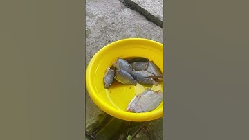 Ướp cá Phi phơi khô #youngtv #amthuc #shorts