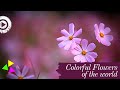 Colorful Flowers of the World | Flowers Nature Relaxation