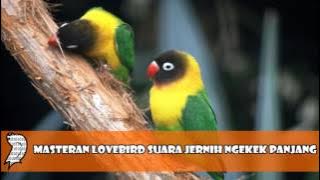 Masteran Lovebird Suara Jernih Ngekek Panjang