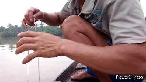 giăng câu cá ngát dính 3 em ú nu luôn