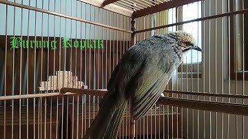 Cucak Rowo Langsung Nyaut Ngropel Pakai Masteran Pancingan Cucak Rowo Ini