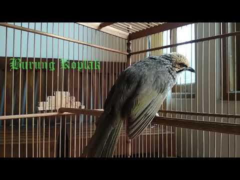 Masteran Suara Cucak Rowo Ropel Gacor Jernih Terbaik Buat Masteran