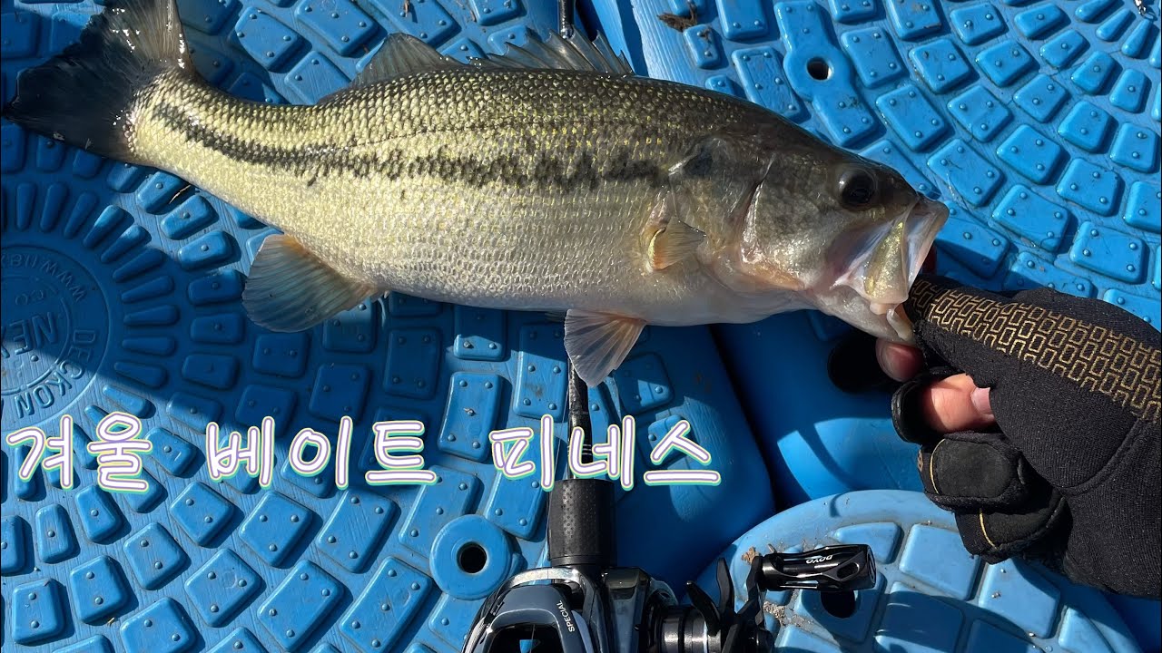 겨울 베이트피네스 피싱 배스낚시#구미배스 #fishing #bassfishing #낙동강배스