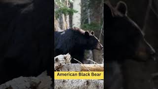 American Black Bear Animal  Some Facts 101  Power  USA Animal #today #viralvideo