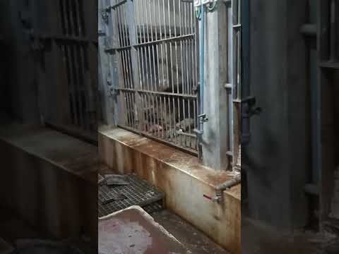 אריה מישטולל 