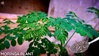A Complete GUIDE on Moringa Plant Care - Drumstick Plant Care.