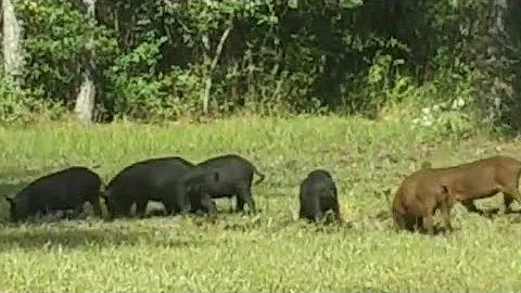 Wild Boars Digging up the yard! #wildlife #boars #pigs #pigs