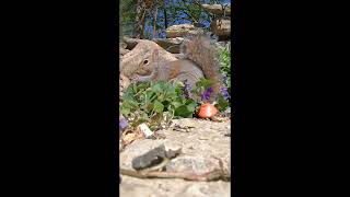 Squirrel Watching: Outdoor Fun for Cats #SquirrelWatching #OutdoorFun