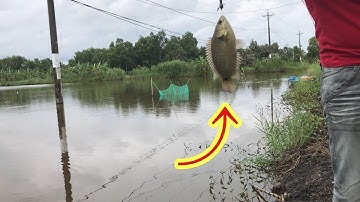 Câu Cá Rô Đồng mùa Nước Nổi (fishing perch in the flooding season)