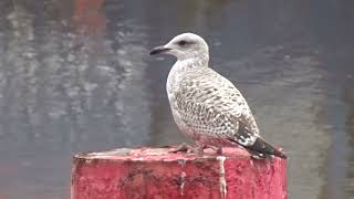 Arnie the American Herring Gull at the Docks in Middlesbrough