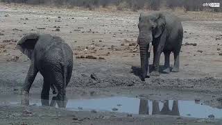 Elephants at Tau.
