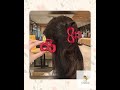 1/2pcs Vintage Elegant Polka Dot Red Bow Hair Clip Shark Claw Clamp Hairpin Barrette Korean Hair ...