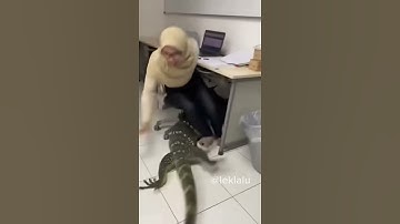 Biawak from the sky #monitorlizard #office #lawakmalaysia