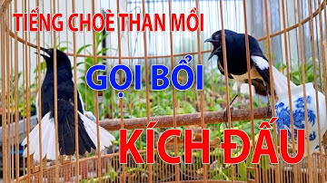 Chòe Than Hót Chuẩn GIỌNG NÚI RỪNG Kích Chòe Than Hót Đấu Luyện Choè than HÓT HAY choe than#choethan