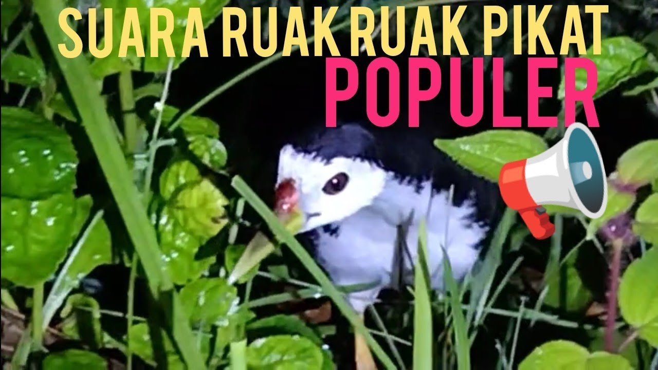 🌈 JANGAN SEMBARANGAN DENGAN SUARA PIKAT INI, BISA HABIS RUAK-RUAK NYA..😎!?