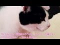 猫のお風呂＆猫のブラシ